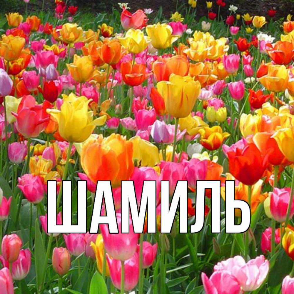 Открытка на каждый день с именем, Шамиль Главная праздник весны наурыз 4 Прикольная открытка с пожеланием онлайн скачать бесплатно 