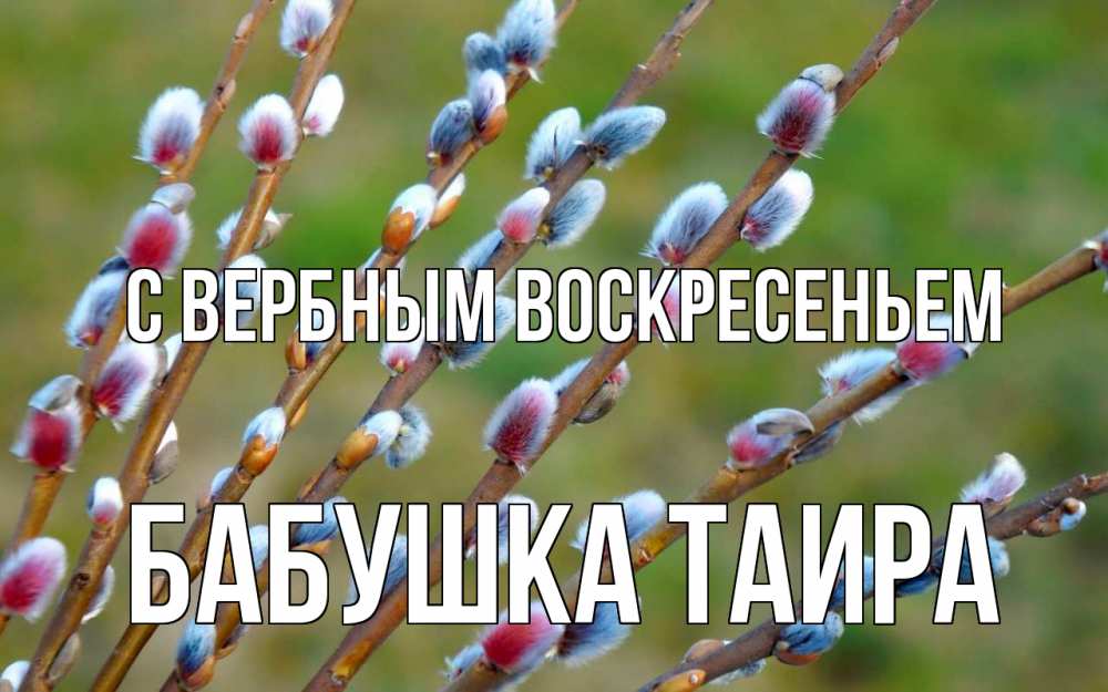 Открытка на каждый день с именем, Бабушка-Таира С вербным воскресеньем верба Прикольная открытка с пожеланием онлайн скачать бесплатно 