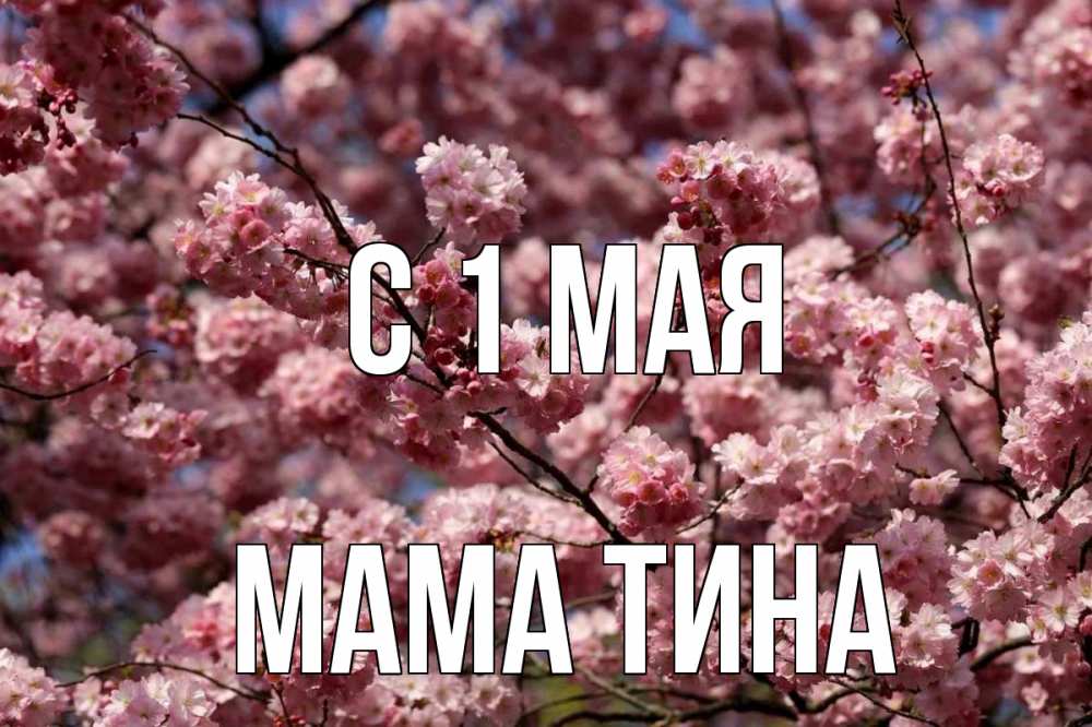 Открытка на каждый день с именем, Мама-Тина С 1 мая С 1 мая Прикольная открытка с пожеланием онлайн скачать бесплатно 