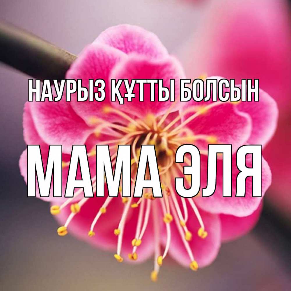 Открытка на каждый день с именем, Мама-Эля Наурыз құтты болсын цветы Прикольная открытка с пожеланием онлайн скачать бесплатно 