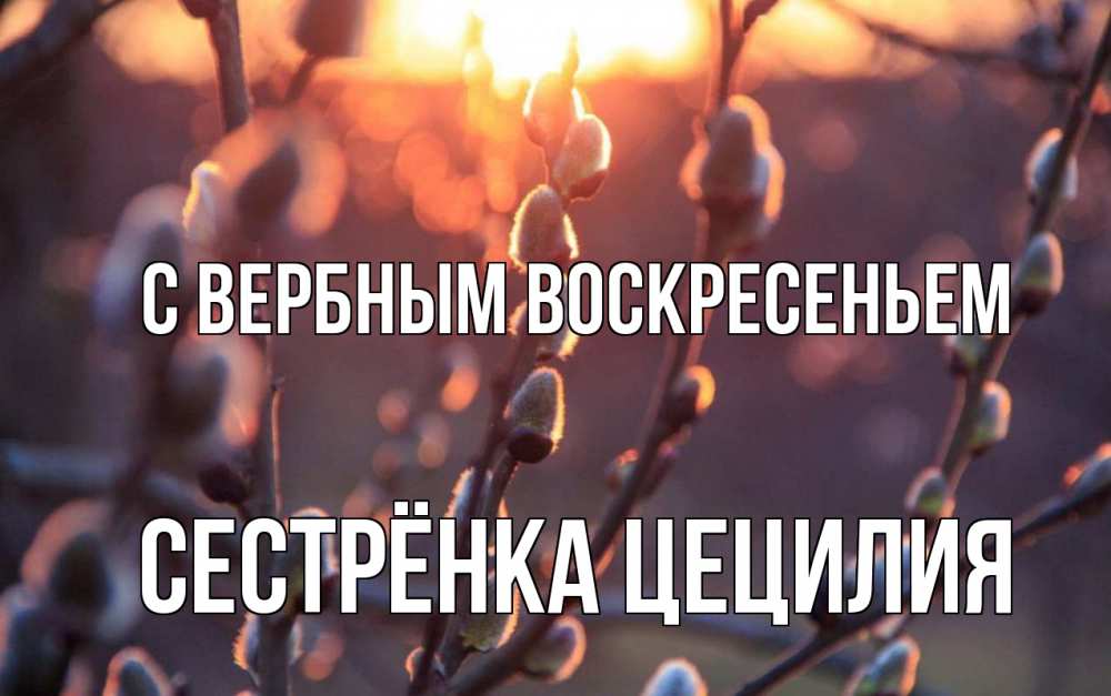 Открытка на каждый день с именем, Сестрёнка-Цецилия С вербным воскресеньем верба Прикольная открытка с пожеланием онлайн скачать бесплатно 