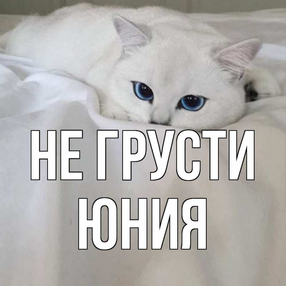 Открытка на каждый день с именем, Юния Не грусти белый кот с голубыми глазами на белоснежной кровати Прикольная открытка с пожеланием онлайн скачать бесплатно 