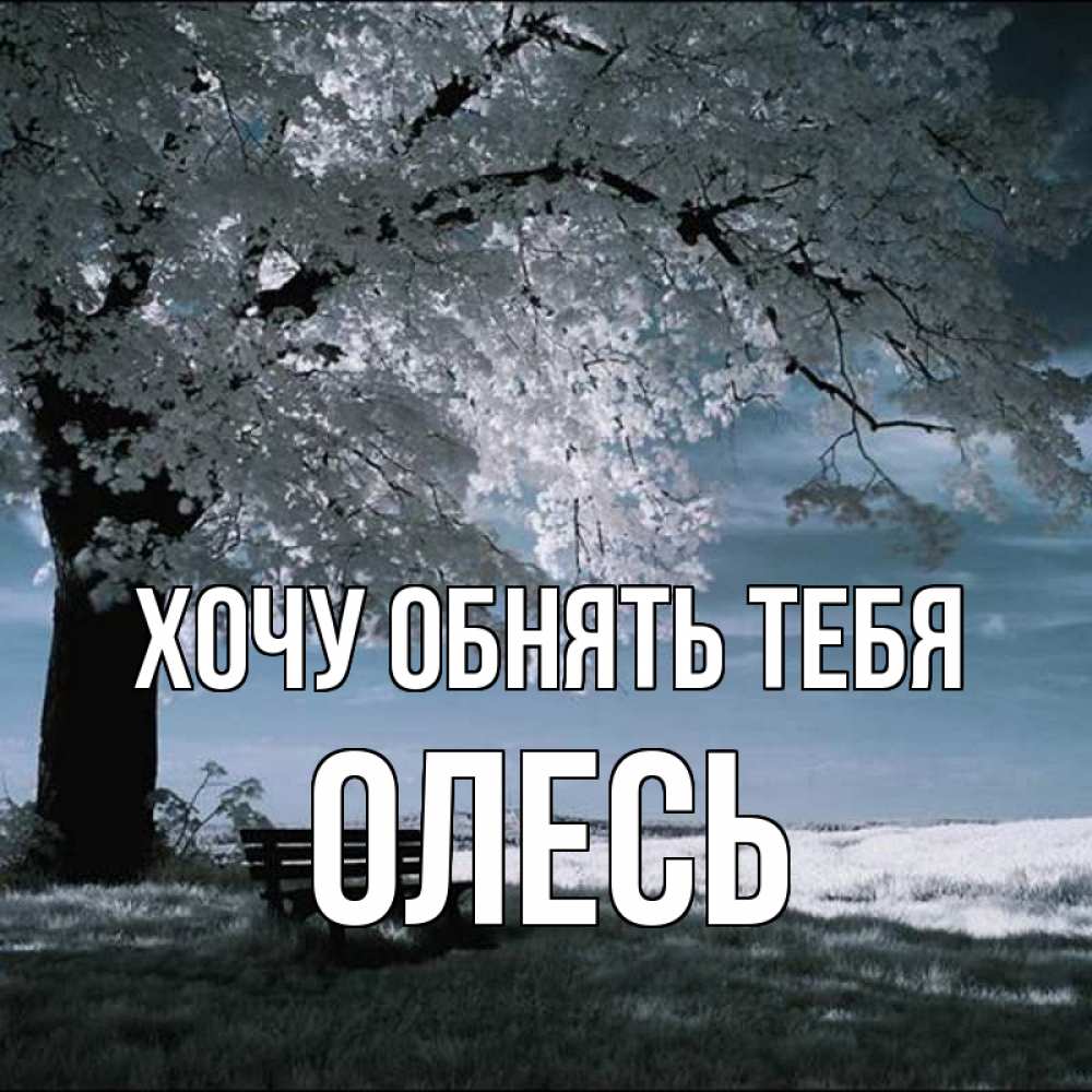 Открытка на каждый день с именем, Олесь Хочу обнять тебя дерево Прикольная открытка с пожеланием онлайн скачать бесплатно 