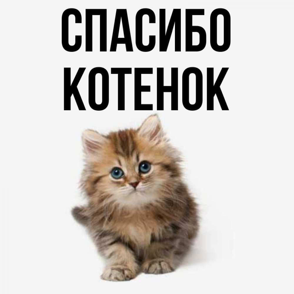 Картинки Котят С Именами