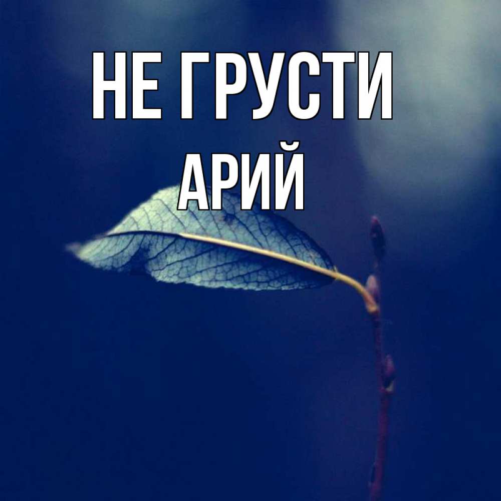 Открытка на каждый день с именем, Арий Не грусти растение Прикольная открытка с пожеланием онлайн скачать бесплатно 