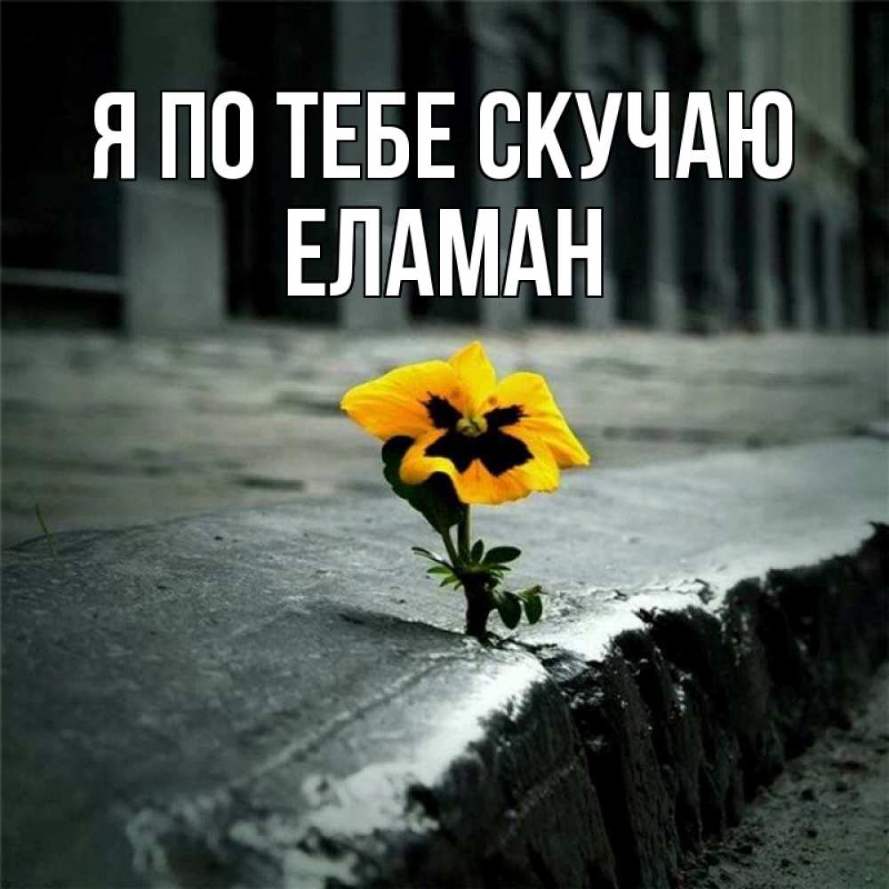 Картинка Я по тебе скучаю, Еламан