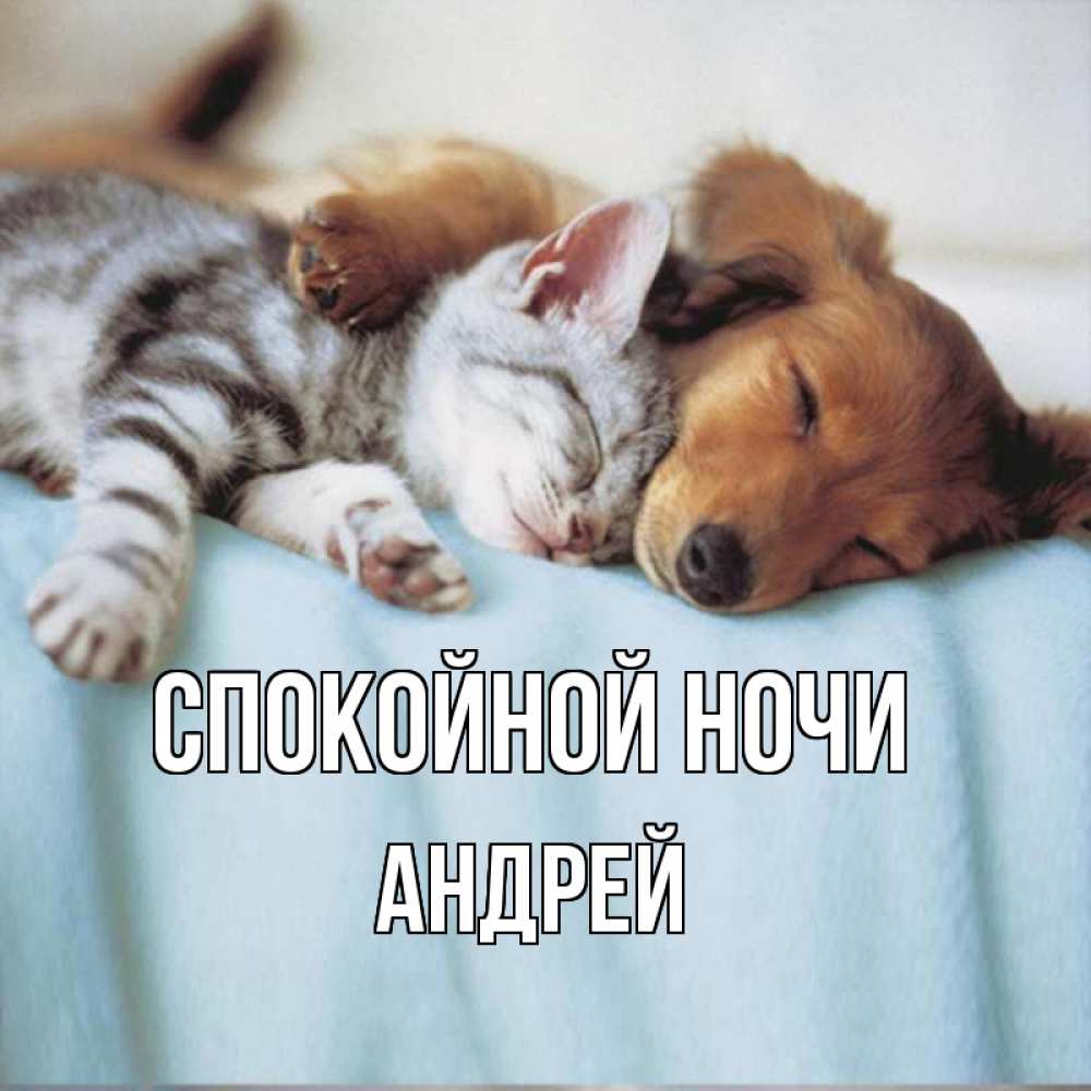 Открытка на каждый день с именем, Андрей Спокойной ночи с животными Прикольная открытка с пожеланием онлайн скачать бесплатно 