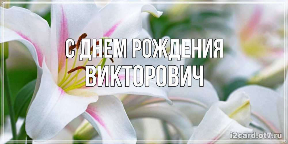 Открытка на каждый день с именем, Викторович С днем рождения открытка с белой лилией Прикольная открытка с пожеланием онлайн скачать бесплатно 