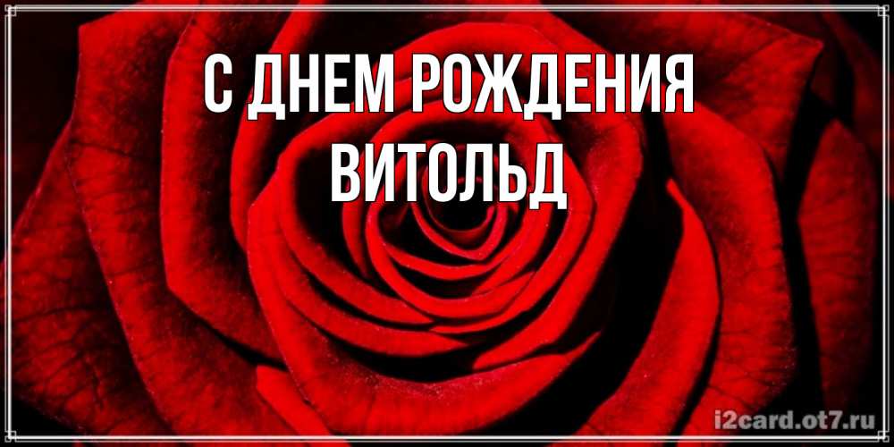 Открытка на каждый день с именем, Витольд С днем рождения алая роза Прикольная открытка с пожеланием онлайн скачать бесплатно 