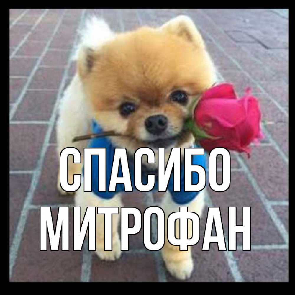 Открытка на каждый день с именем, Митрофан Спасибо спасибо и дарю тебе цветок Прикольная открытка с пожеланием онлайн скачать бесплатно 