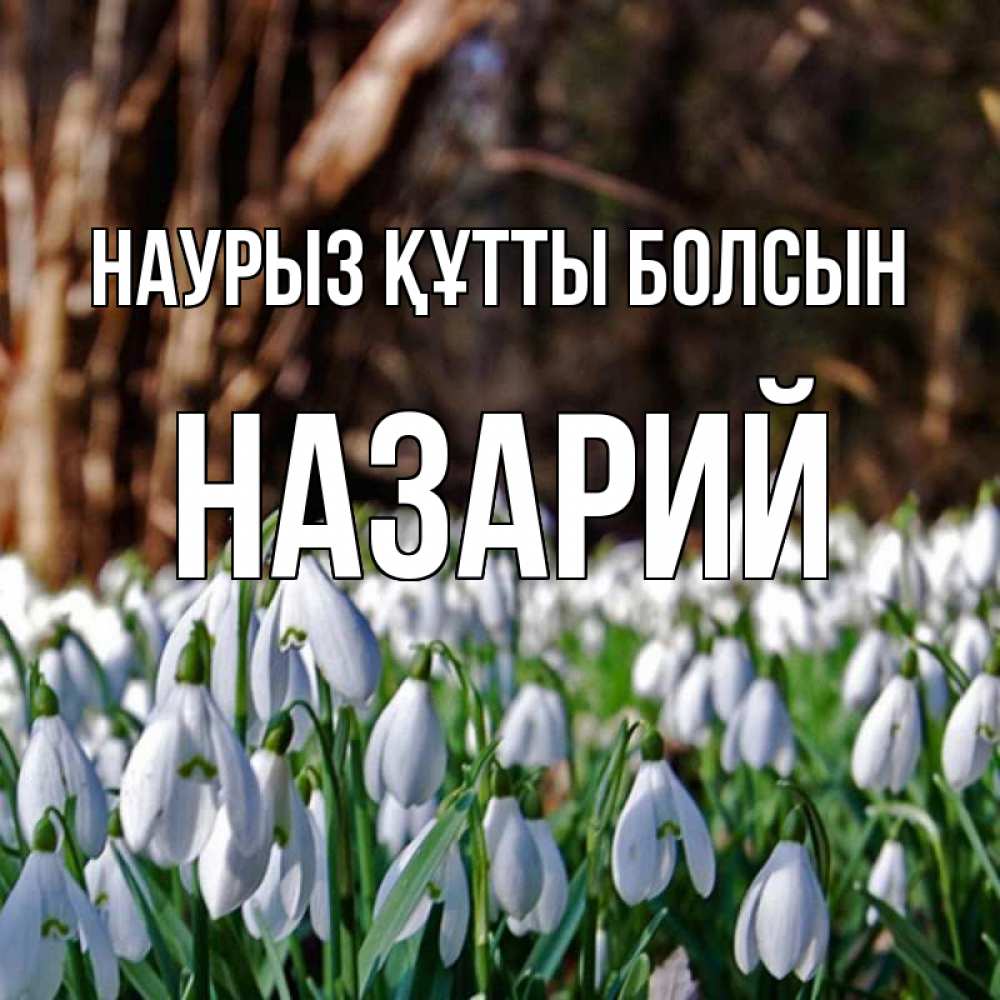 Открытка на каждый день с именем, Назарий Наурыз құтты болсын с подснежниками 1 Прикольная открытка с пожеланием онлайн скачать бесплатно 