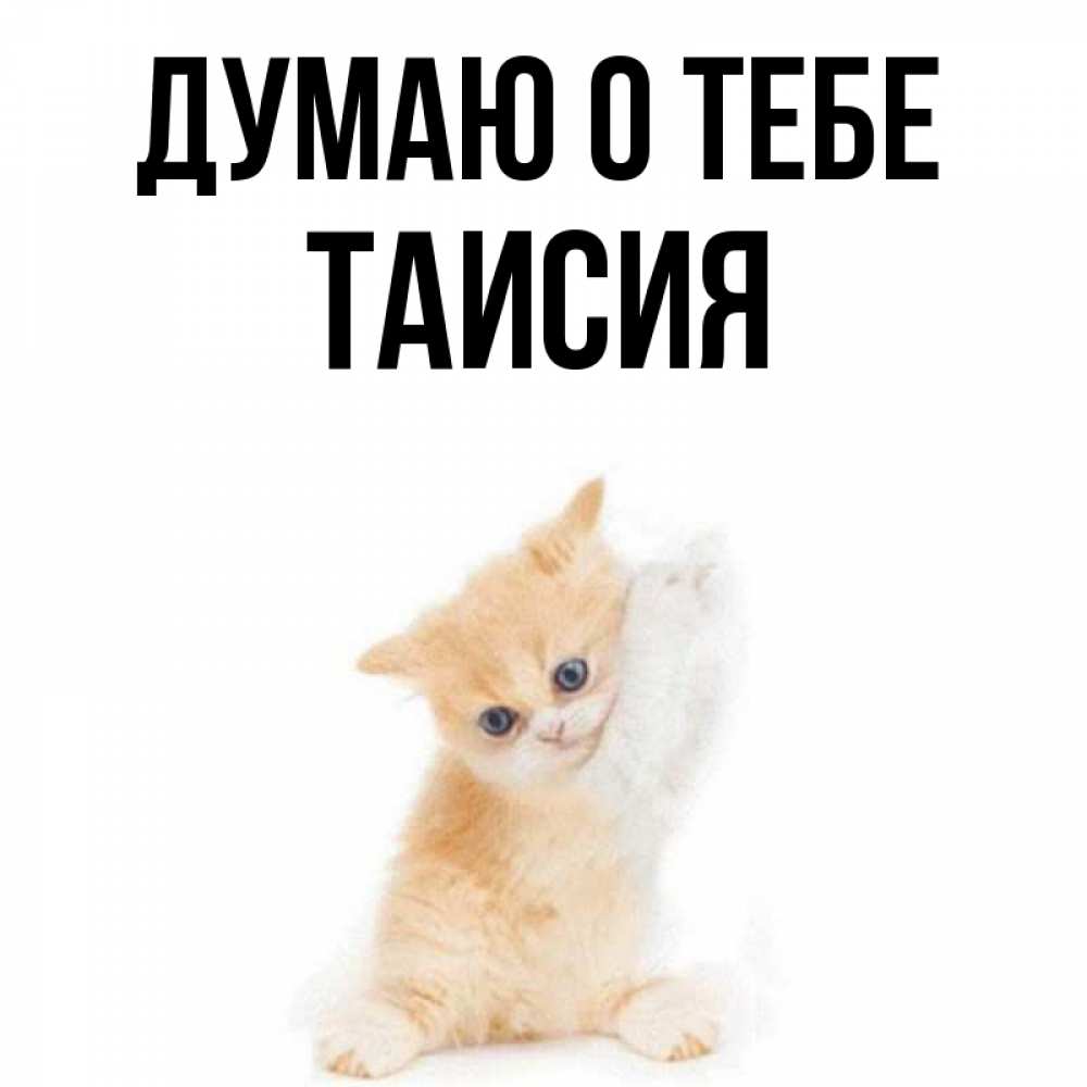 Открытка на каждый день с именем, Таисия Думаю о тебе зверушки и милота Прикольная открытка с пожеланием онлайн скачать бесплатно 