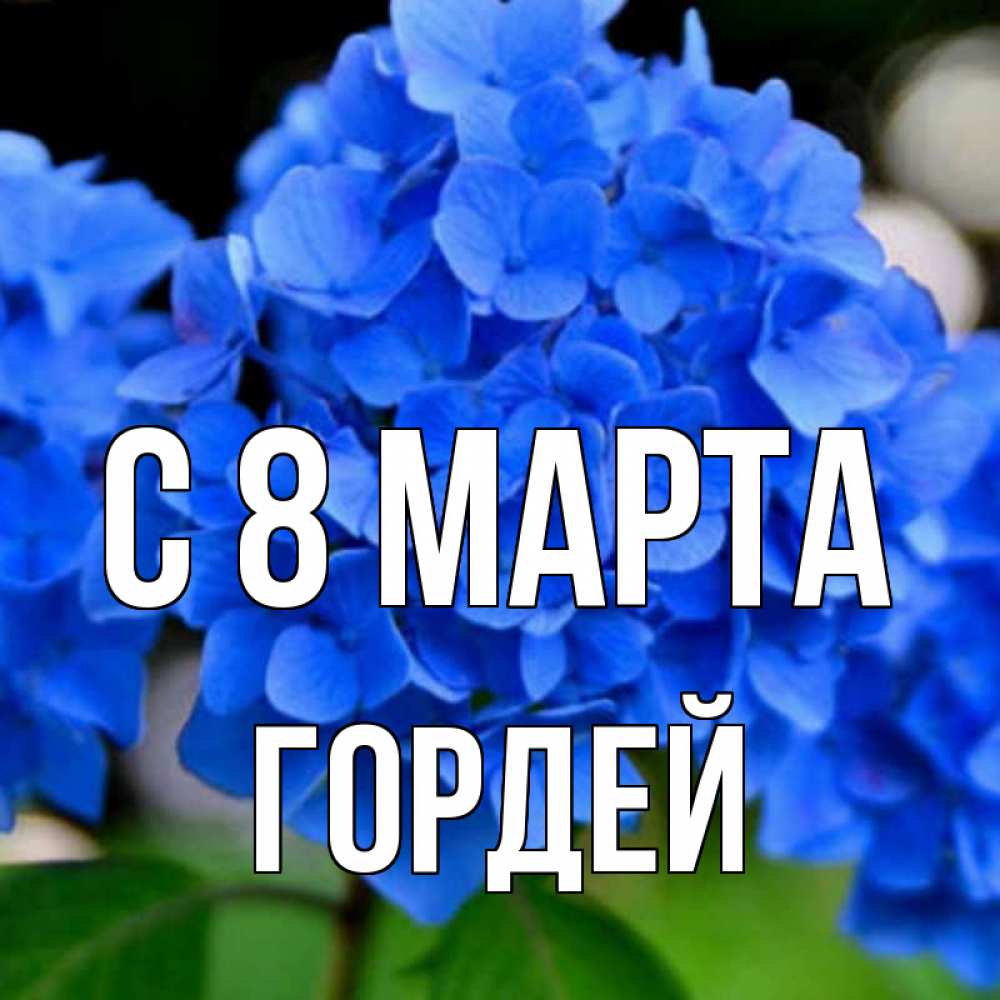 Картинка С 8 МАРТА, Гордей