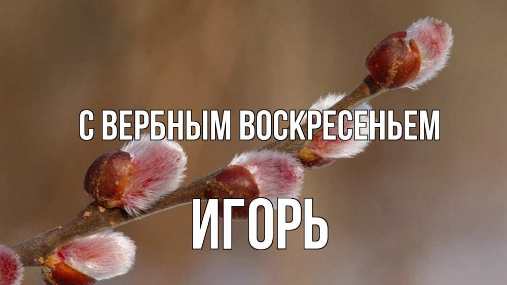Открытка на каждый день с именем, Игорь С вербным воскресеньем верба Прикольная открытка с пожеланием онлайн скачать бесплатно 