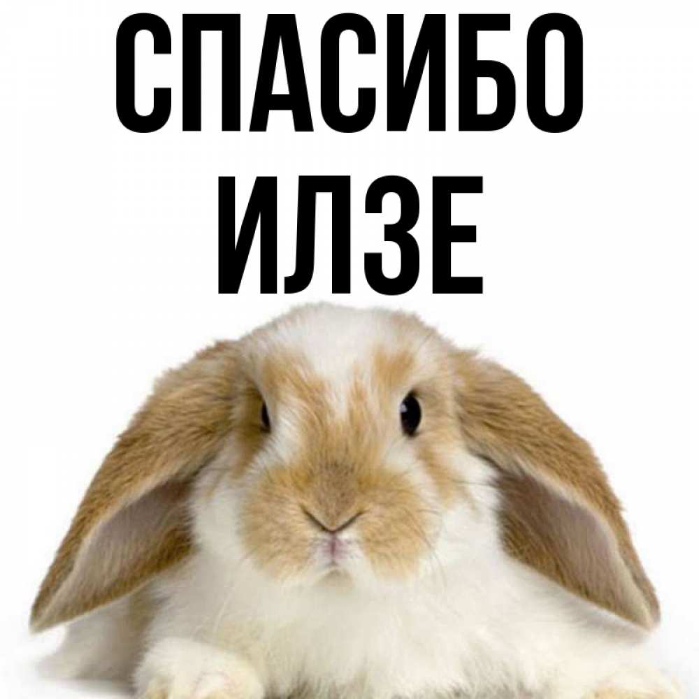 Открытка на каждый день с именем, Илзе Спасибо коричнево белый заяц Прикольная открытка с пожеланием онлайн скачать бесплатно 