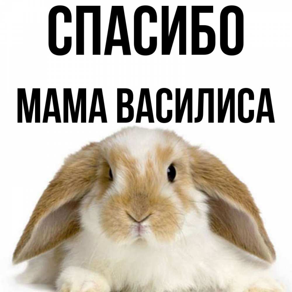 Открытка на каждый день с именем, Мама-Василиса Спасибо коричнево белый заяц Прикольная открытка с пожеланием онлайн скачать бесплатно 
