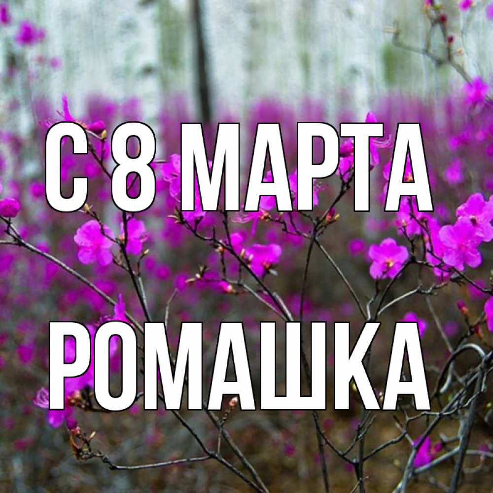 Открытка на каждый день с именем, Ромашка С 8 марта дикие цветы Прикольная открытка с пожеланием онлайн скачать бесплатно 