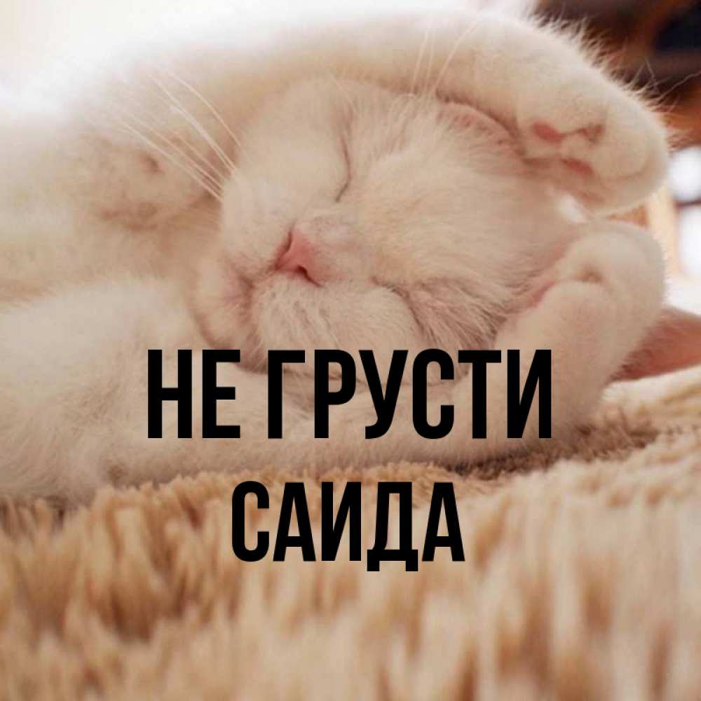 Открытка на каждый день с именем, Саида Не грусти Котенок спит Прикольная открытка с пожеланием онлайн скачать бесплатно 