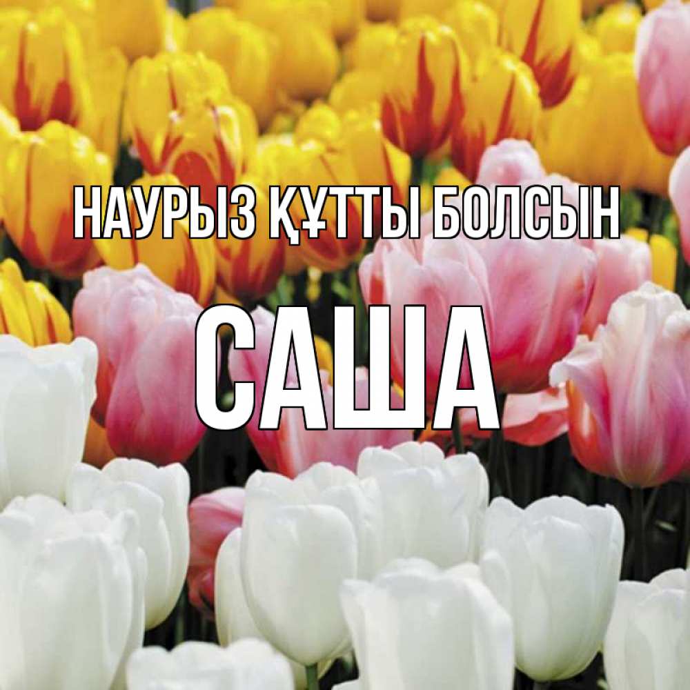 Открытка на каждый день с именем, Саша Наурыз құтты болсын разноцветные цветы Прикольная открытка с пожеланием онлайн скачать бесплатно 