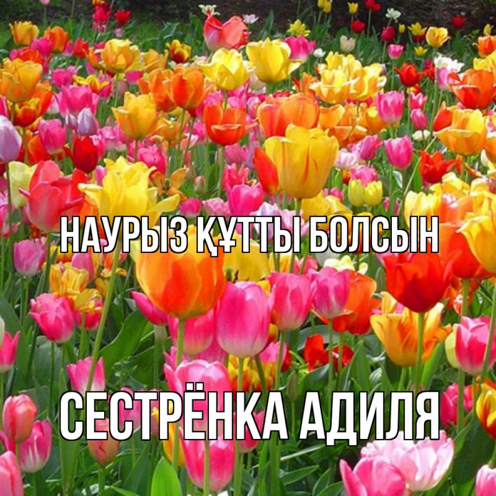Открытка на каждый день с именем, Сестрёнка-Адиля Наурыз құтты болсын на наурыз  ура ура Прикольная открытка с пожеланием онлайн скачать бесплатно 