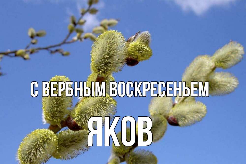 Открытка на каждый день с именем, Яков С вербным воскресеньем верба Прикольная открытка с пожеланием онлайн скачать бесплатно 