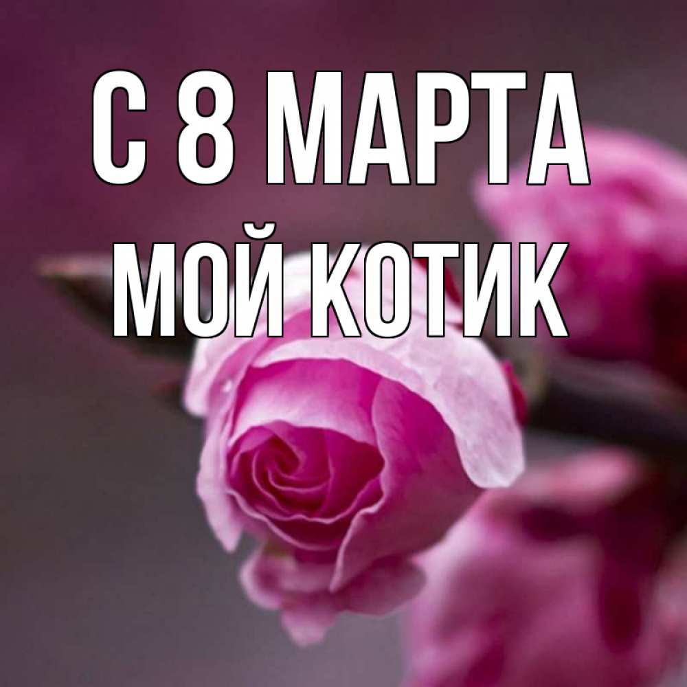 Открытка на каждый день с именем, мой-Котик С 8 МАРТА весна Прикольная открытка с пожеланием онлайн скачать бесплатно 