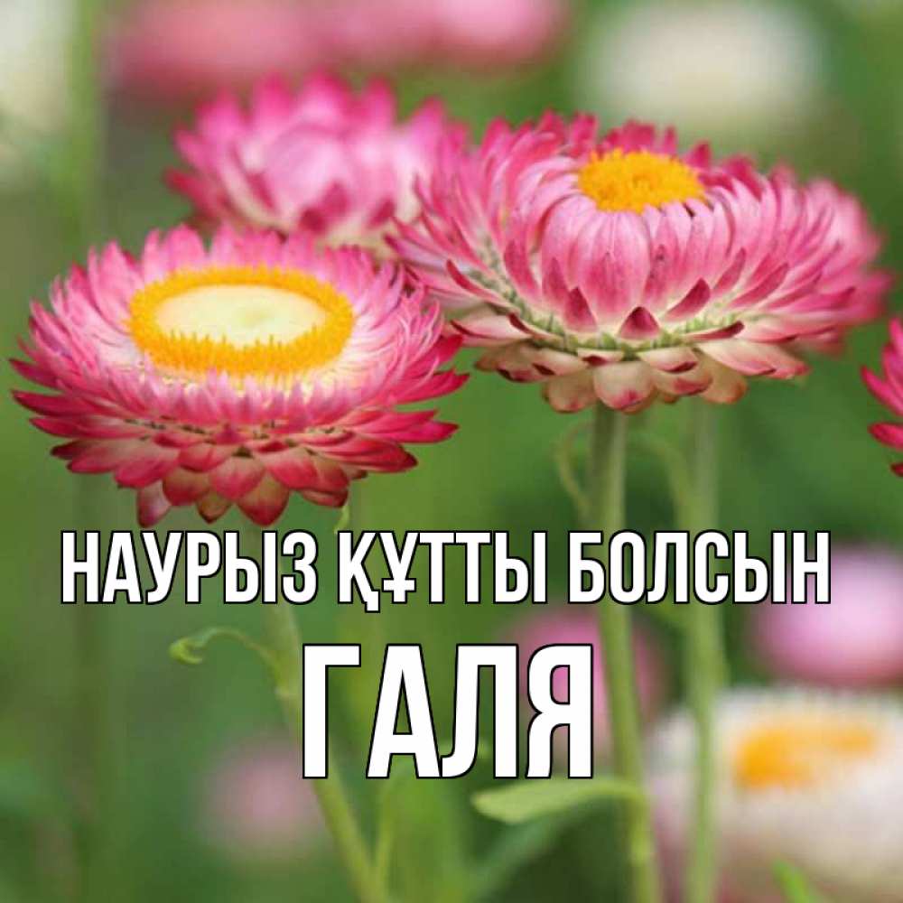 Картинка Наурыз құтты болсын, Галя