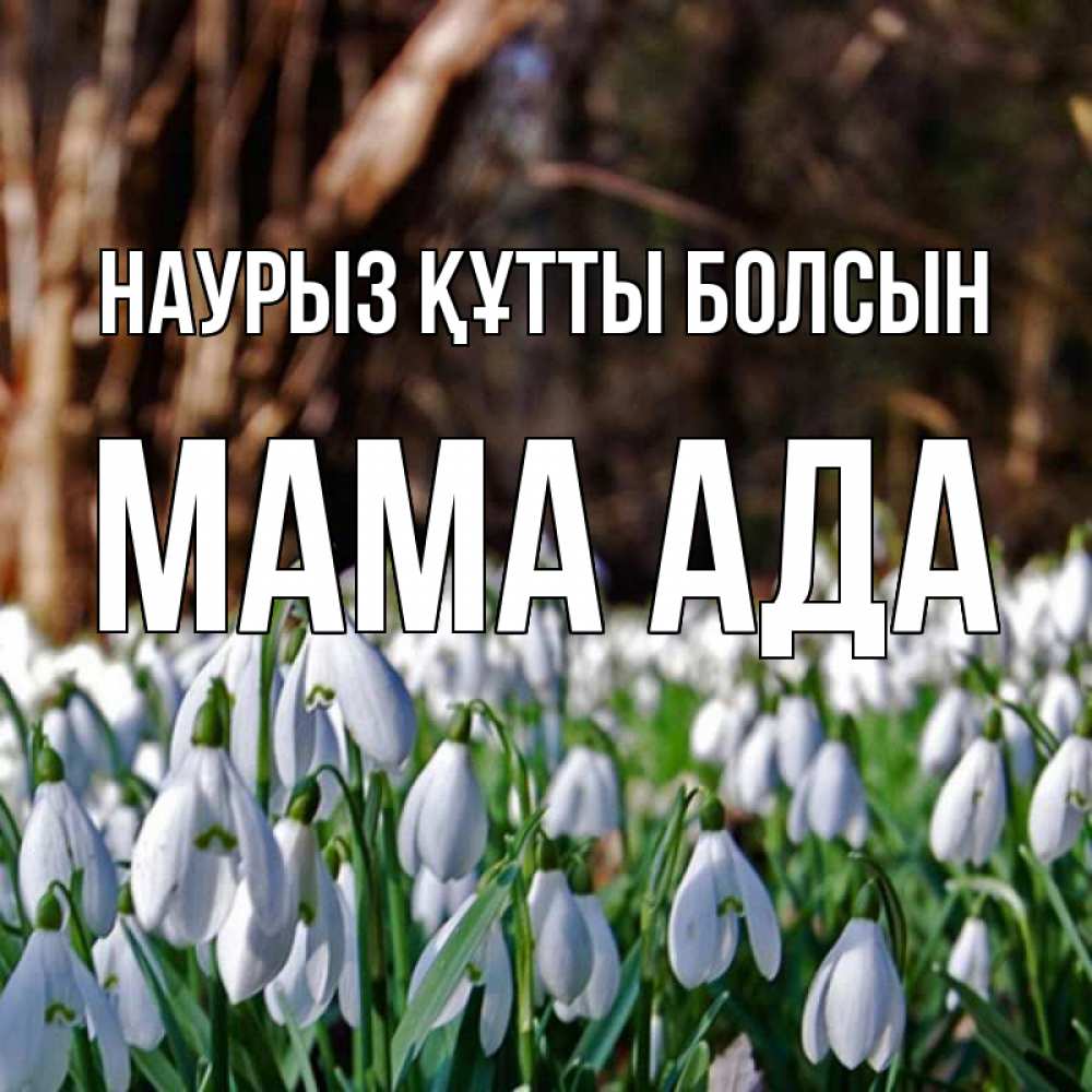 Открытка на каждый день с именем, Мама-Ада Наурыз құтты болсын с подснежниками 1 Прикольная открытка с пожеланием онлайн скачать бесплатно 