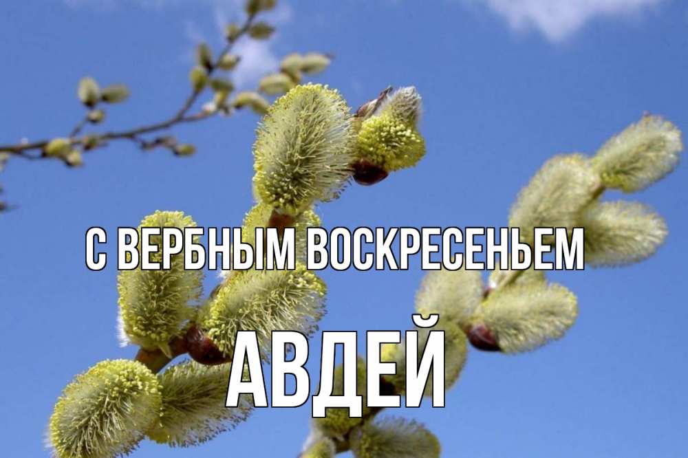 Открытка на каждый день с именем, Авдей С вербным воскресеньем верба Прикольная открытка с пожеланием онлайн скачать бесплатно 