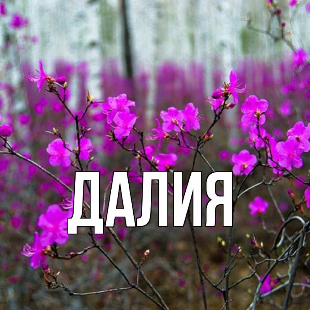 Открытка на каждый день с именем, Далия Главная дикие цветы Прикольная открытка с пожеланием онлайн скачать бесплатно 