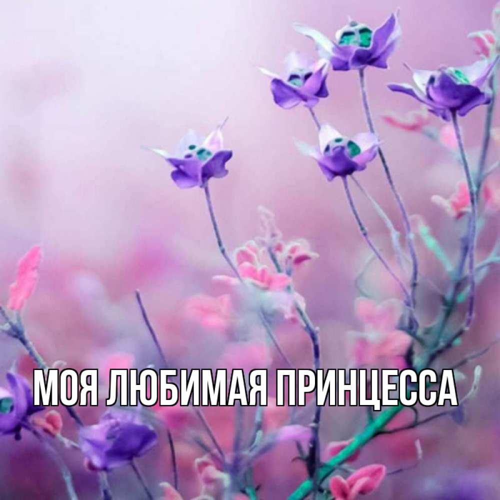 Открытка на каждый день с именем, Моя-Любимая-Принцесса Главная наурыз  2 Прикольная открытка с пожеланием онлайн скачать бесплатно 
