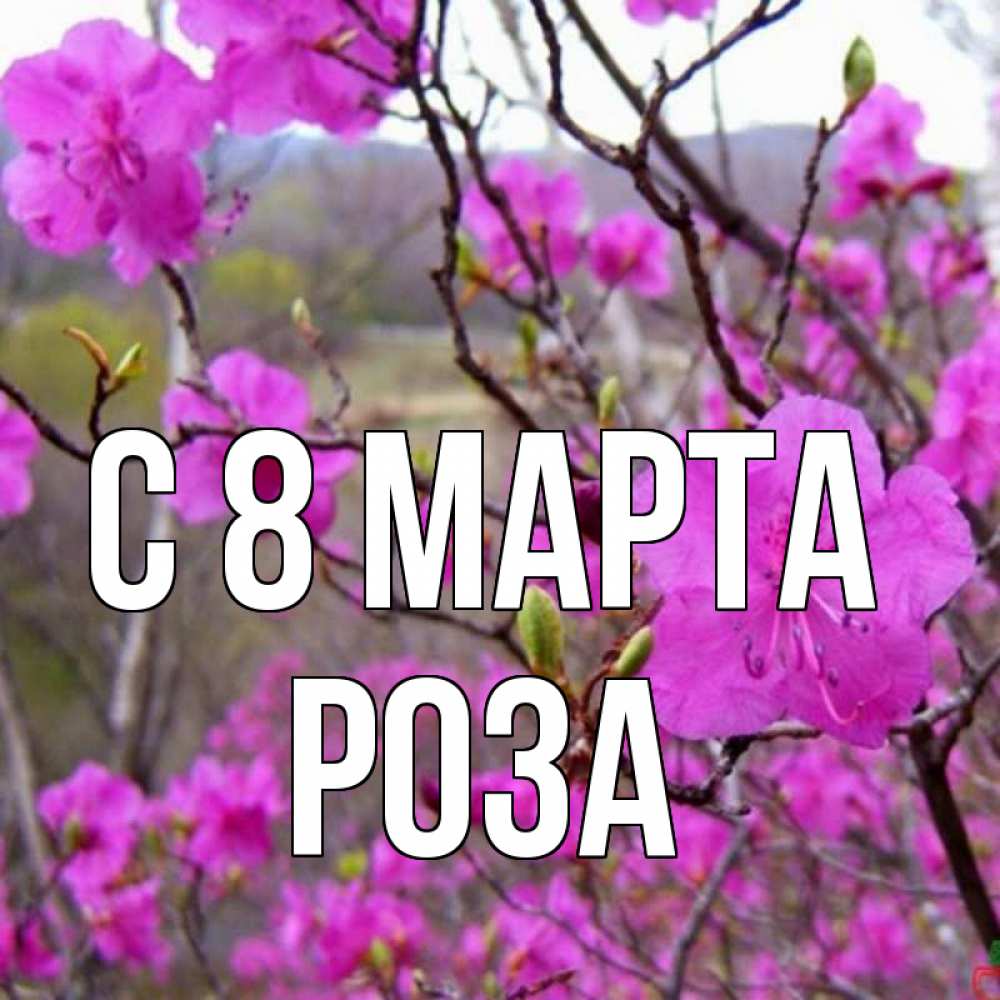 Открытка на каждый день с именем, Роза С 8 марта международный женский день Прикольная открытка с пожеланием онлайн скачать бесплатно 