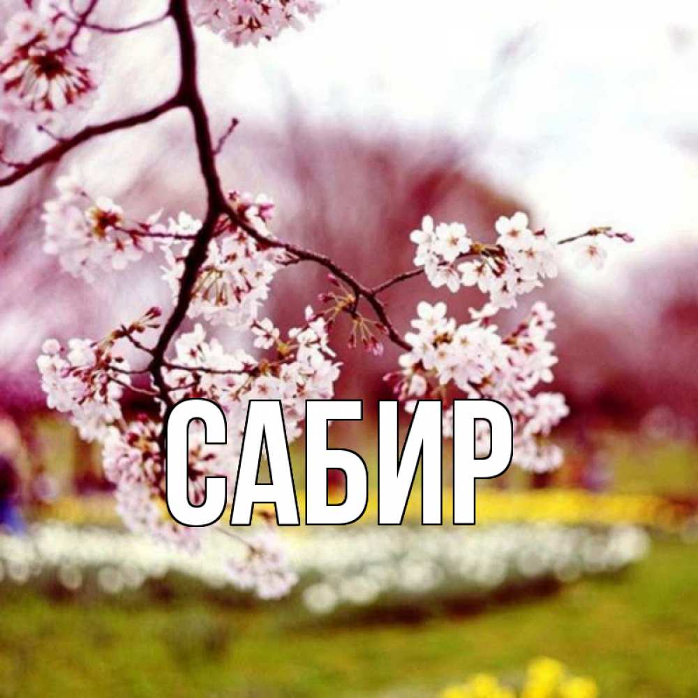 Открытка на каждый день с именем, Сабир Главная яблоня Прикольная открытка с пожеланием онлайн скачать бесплатно 