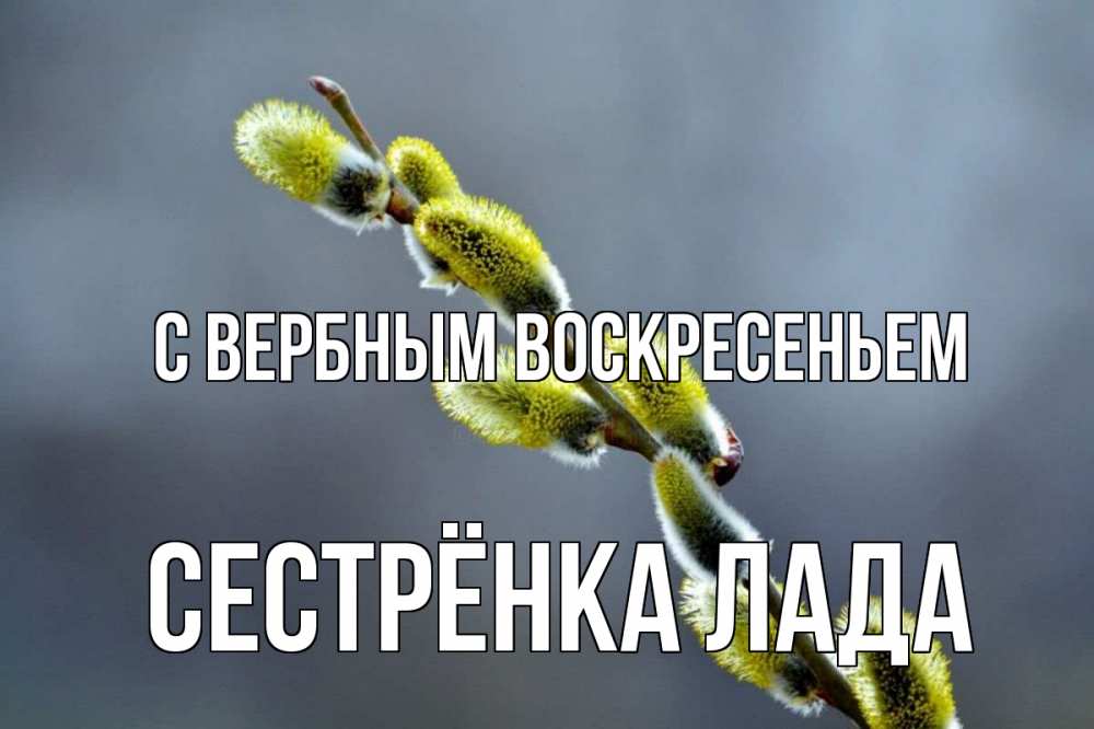 Открытка на каждый день с именем, Сестрёнка-Лада С вербным воскресеньем верба Прикольная открытка с пожеланием онлайн скачать бесплатно 