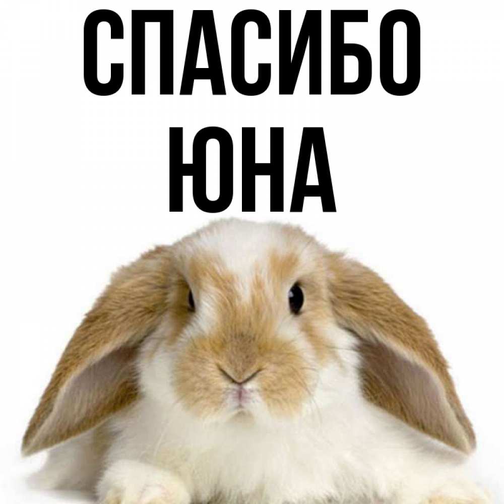 Открытка на каждый день с именем, Юна Спасибо коричнево белый заяц Прикольная открытка с пожеланием онлайн скачать бесплатно 