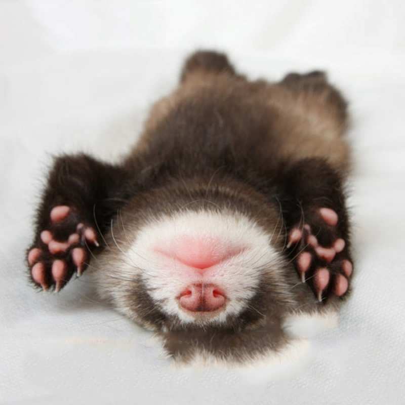 Открытка отдыхающий детеныш  зверек  Спокойной ночи 