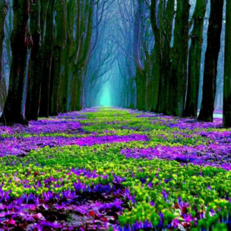 Открытка красивые цветы 1 фиолетовые цветы в лесу 1 С наурызом 