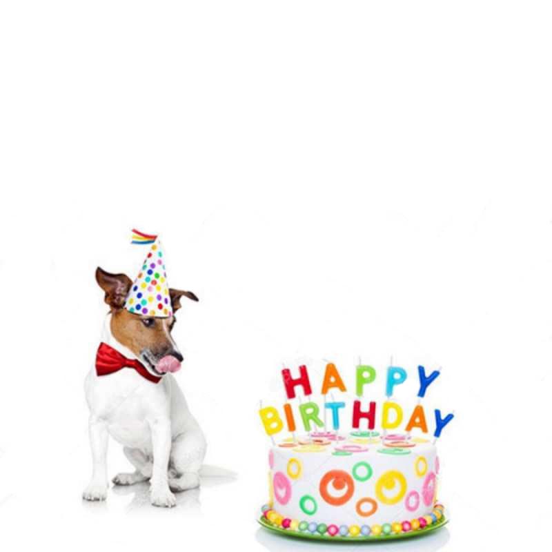 Открытка собака хочет скушать торт  праздник  С юбилеем 