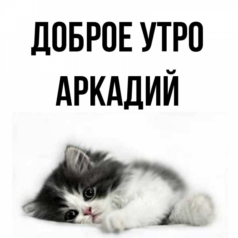 Открытка на каждый день с именем, Аркадий Доброе утро кот лапки Прикольная открытка с пожеланием онлайн скачать бесплатно 