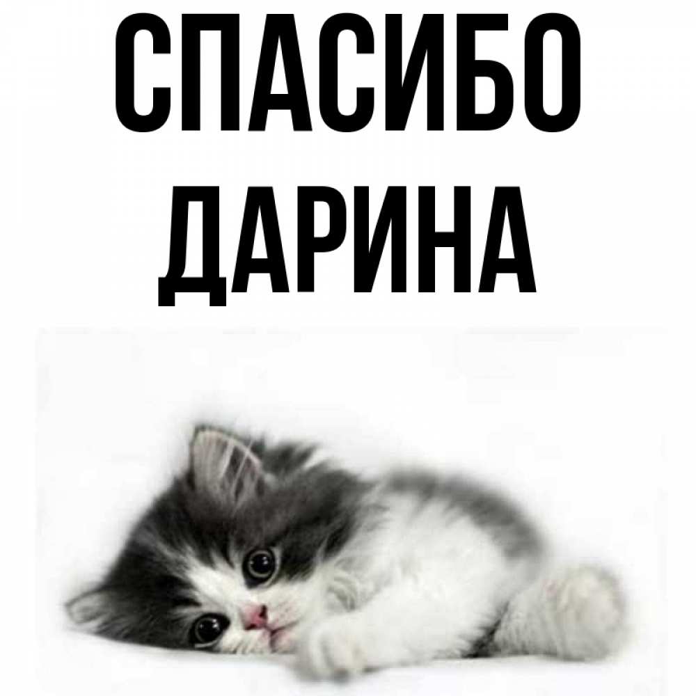 Открытка на каждый день с именем, Дарина Спасибо черный и белый кот Прикольная открытка с пожеланием онлайн скачать бесплатно 