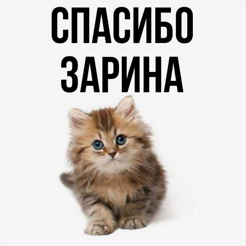 Открытка на каждый день с именем, Зарина Спасибо пушистый котик Прикольная открытка с пожеланием онлайн скачать бесплатно 