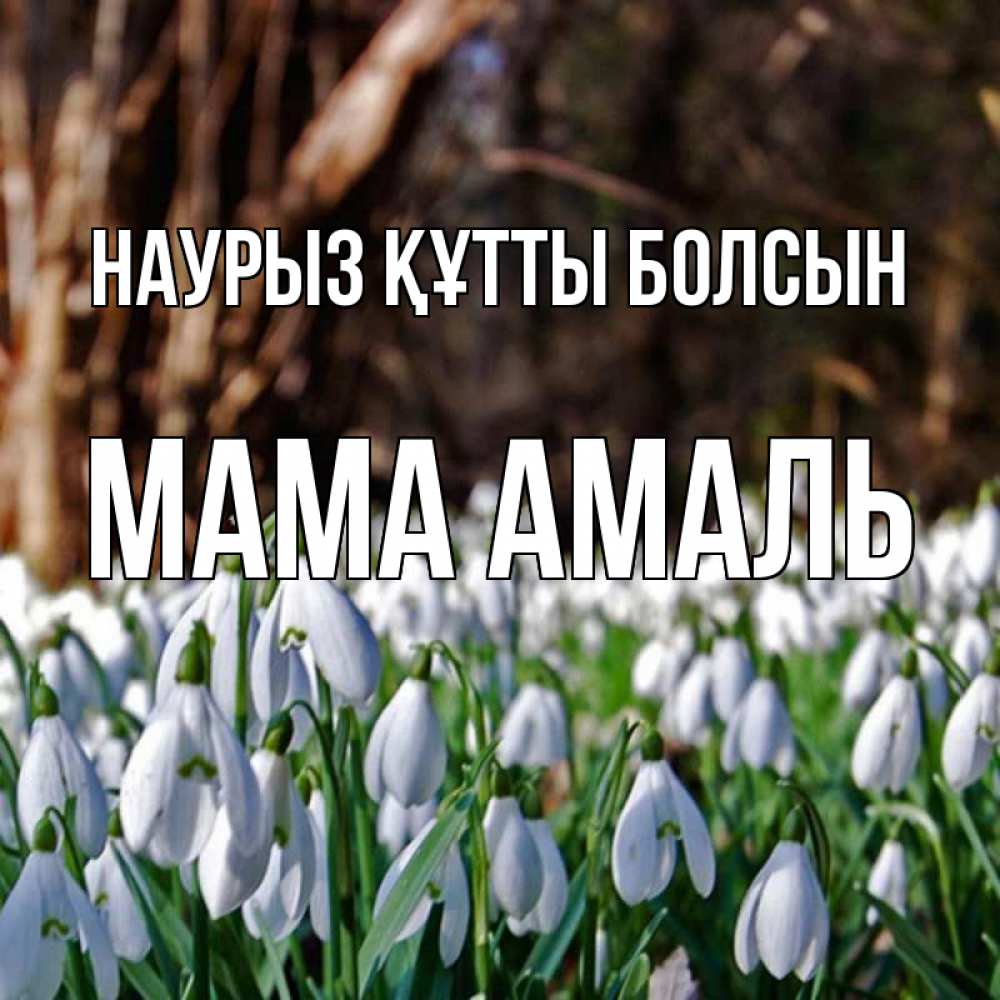 Открытка на каждый день с именем, Мама-Амаль Наурыз құтты болсын с подснежниками 1 Прикольная открытка с пожеланием онлайн скачать бесплатно 