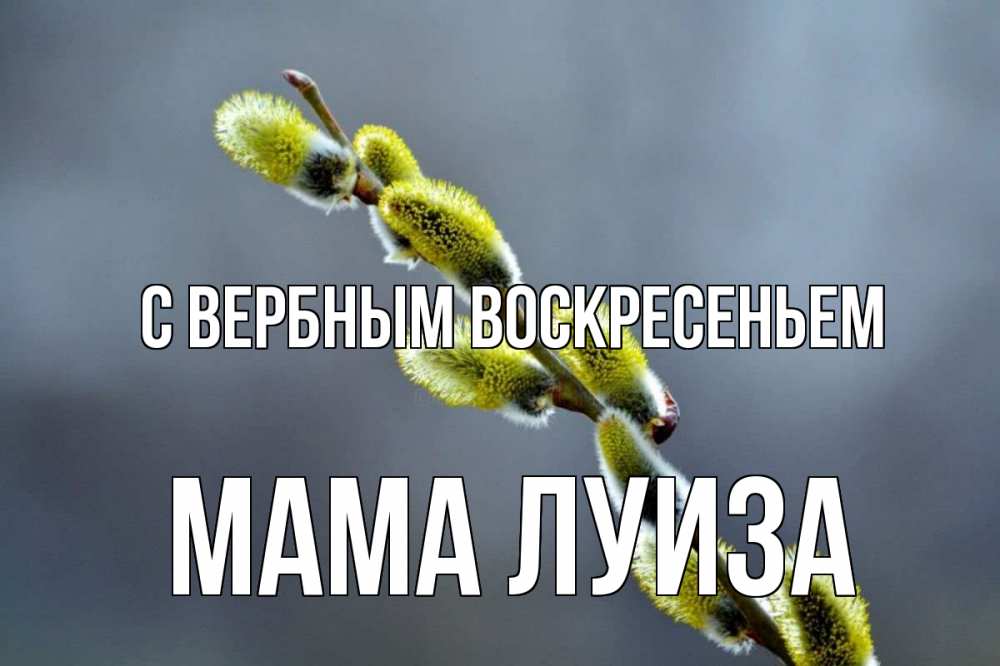 Открытка на каждый день с именем, Мама-Луиза С вербным воскресеньем верба Прикольная открытка с пожеланием онлайн скачать бесплатно 