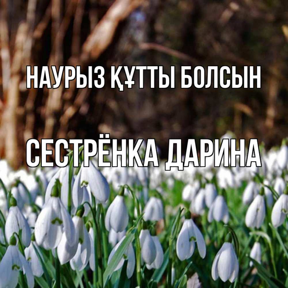 Открытка на каждый день с именем, Сестрёнка-Дарина Наурыз құтты болсын с подснежниками 1 Прикольная открытка с пожеланием онлайн скачать бесплатно 