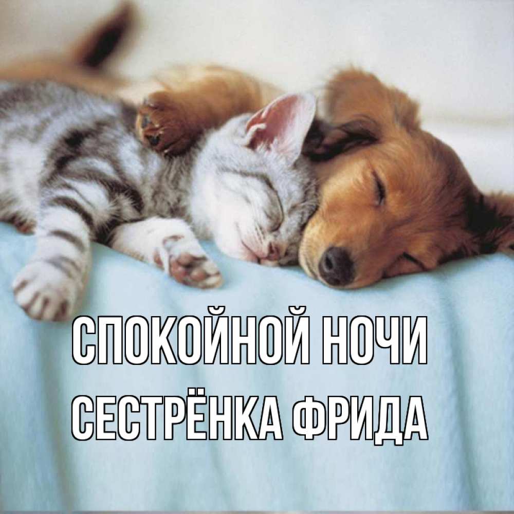 Открытка на каждый день с именем, Сестрёнка-Фрида Спокойной ночи с животными Прикольная открытка с пожеланием онлайн скачать бесплатно 