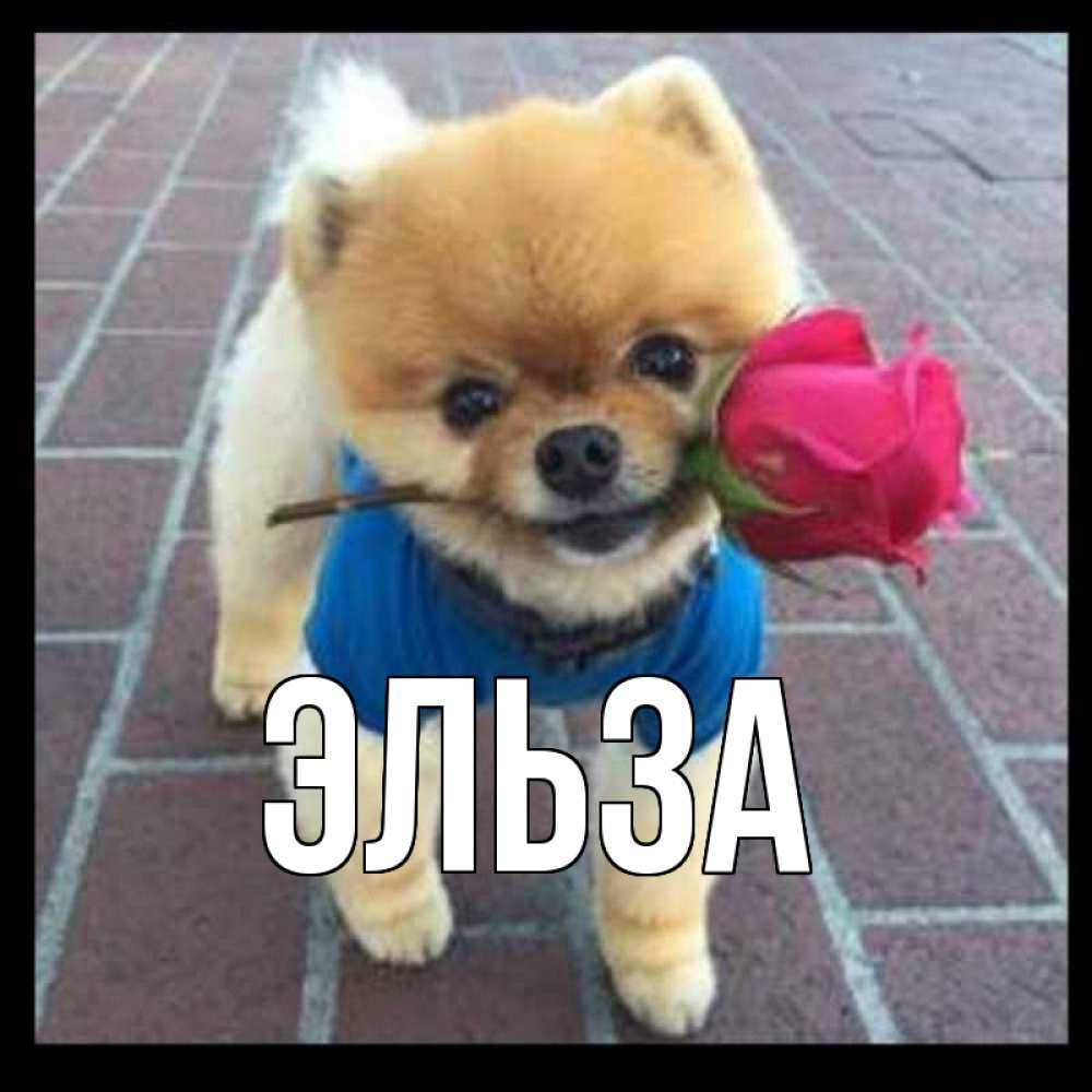 Открытка на каждый день с именем, Эльза Главная спасибо и дарю тебе цветок Прикольная открытка с пожеланием онлайн скачать бесплатно 