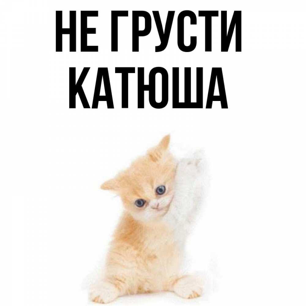 Котик не грусти картинки