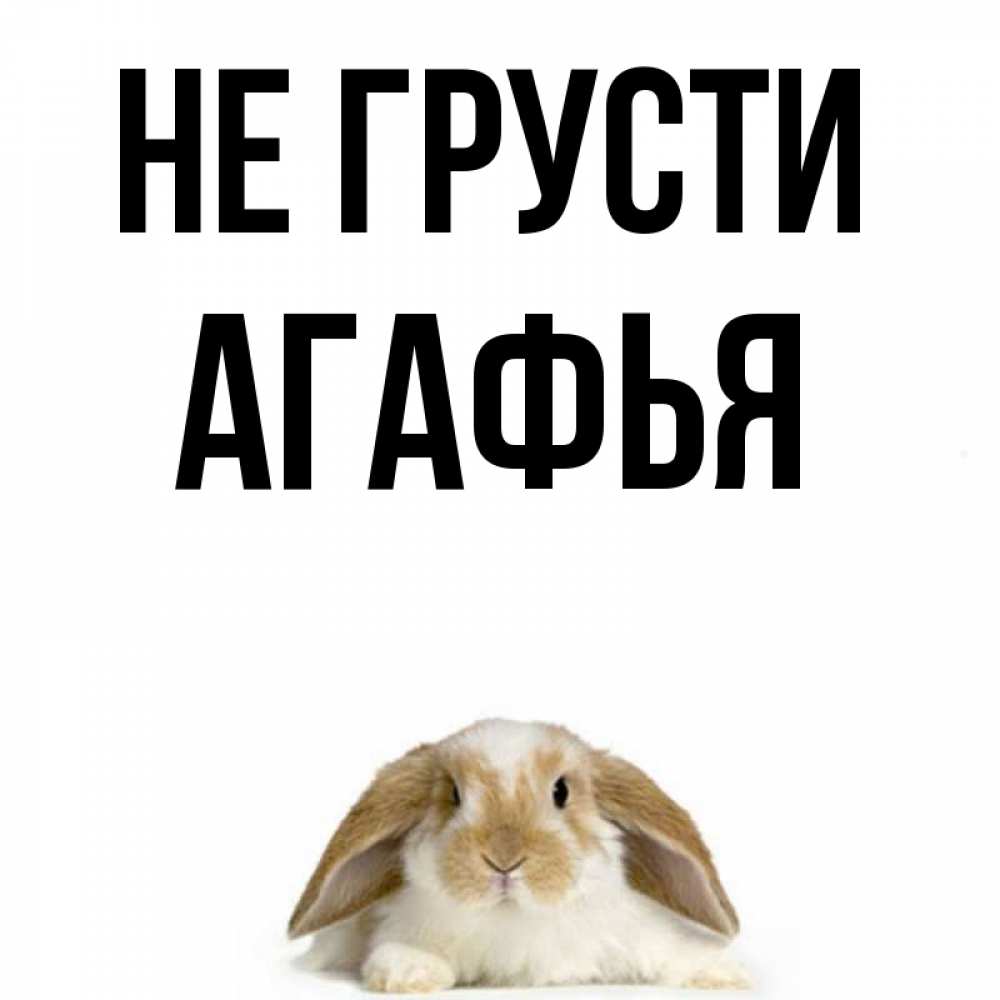 Открытка на каждый день с именем, Агафья Не грусти коричнево белый заяц с большими ушками Прикольная открытка с пожеланием онлайн скачать бесплатно 