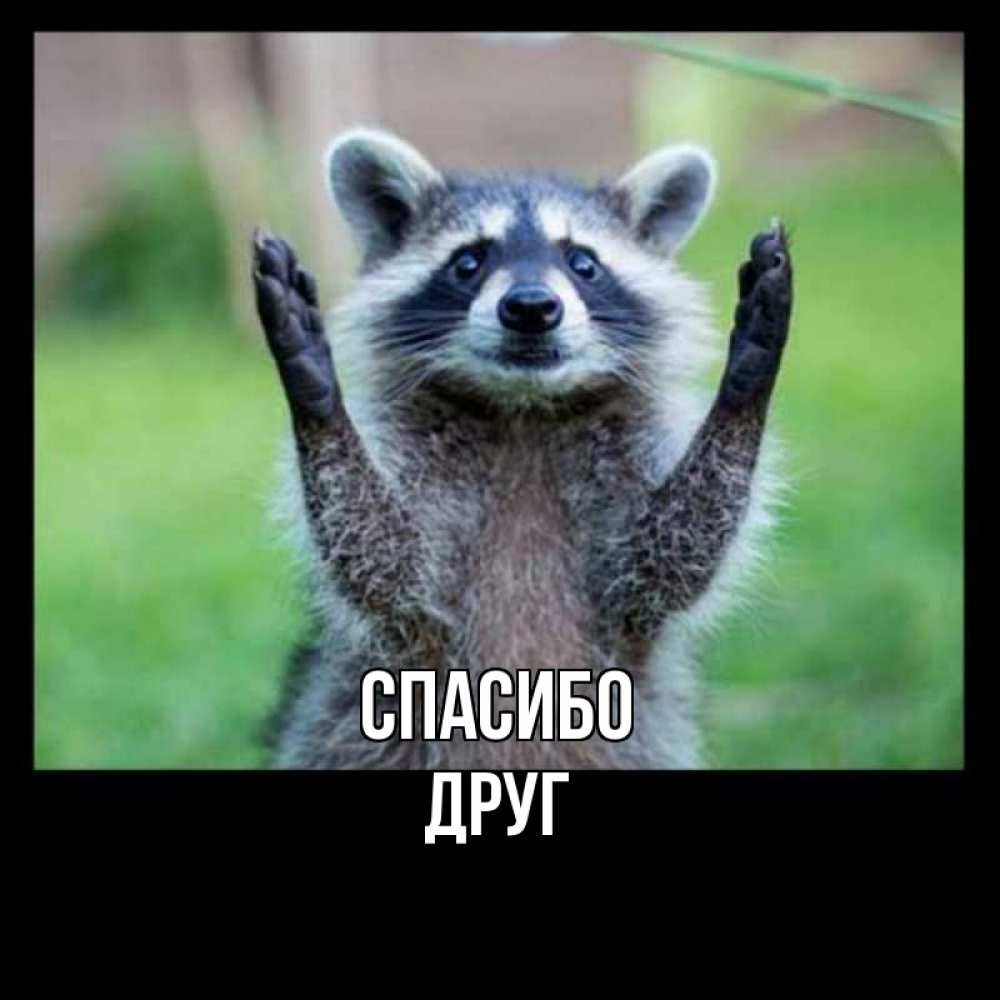 Открытка на каждый день с именем, ДРУГ Спасибо милые животные Прикольная открытка с пожеланием онлайн скачать бесплатно 