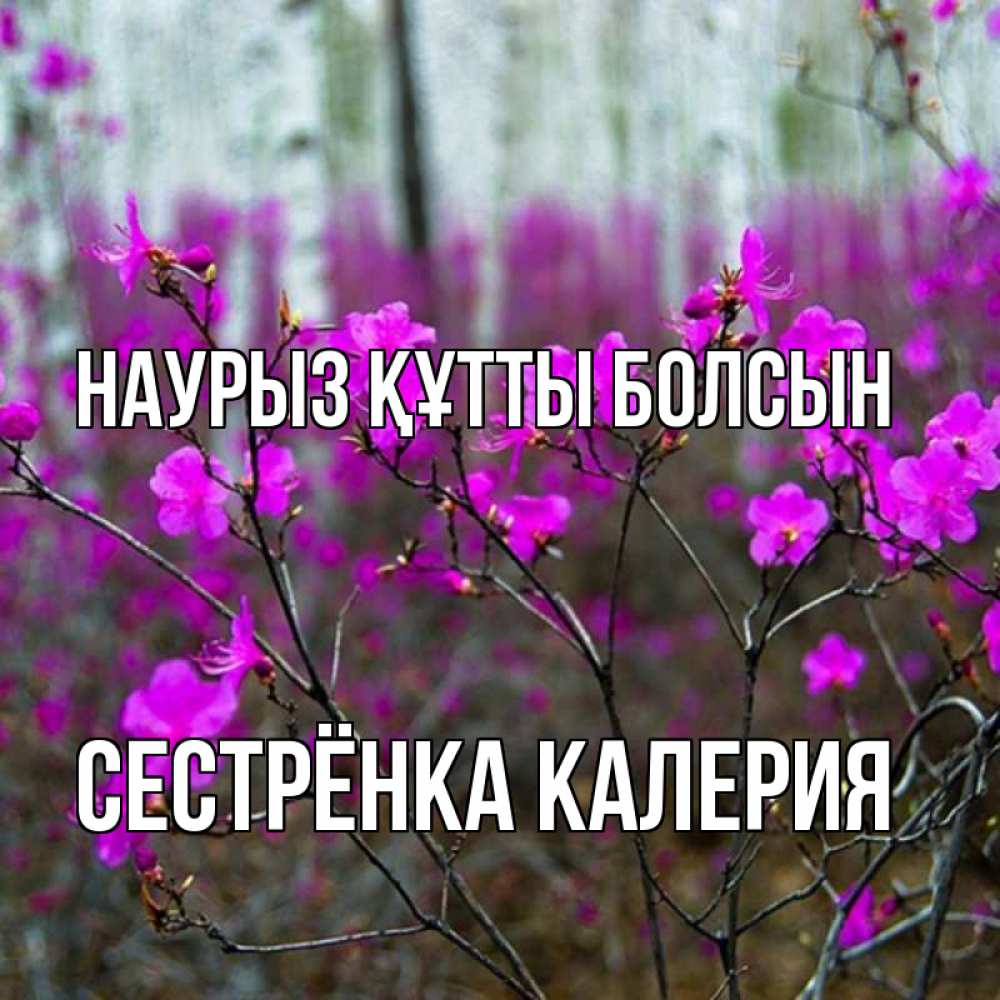 Открытка на каждый день с именем, Сестрёнка-Калерия Наурыз құтты болсын дикие цветы Прикольная открытка с пожеланием онлайн скачать бесплатно 